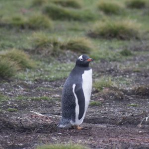 Falkland Islands